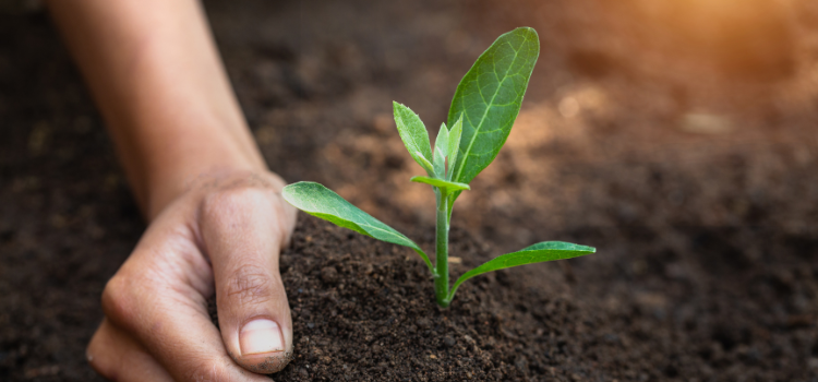 6 vegetable garden guide